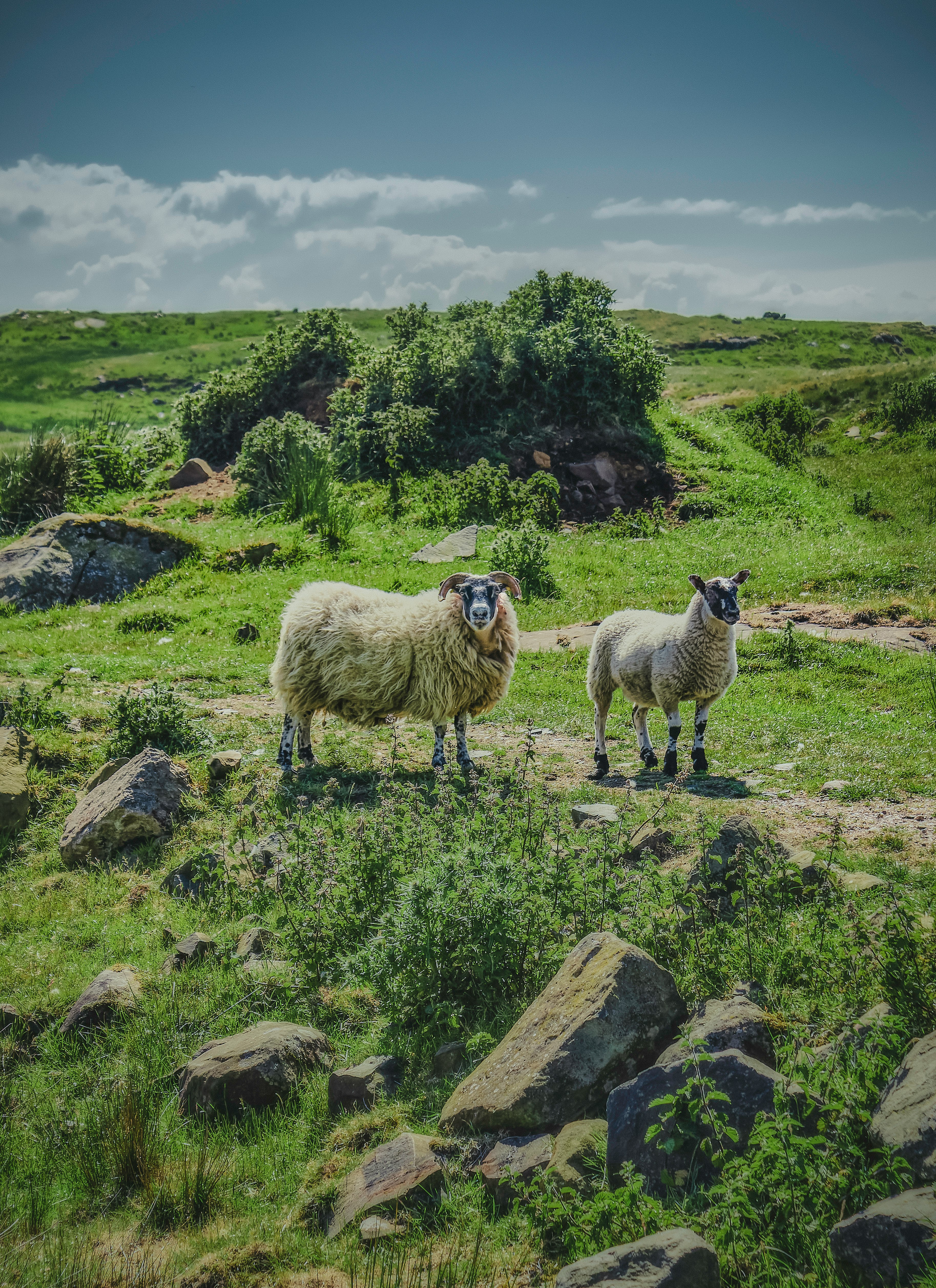 herd of sheep on green grass field during daytime